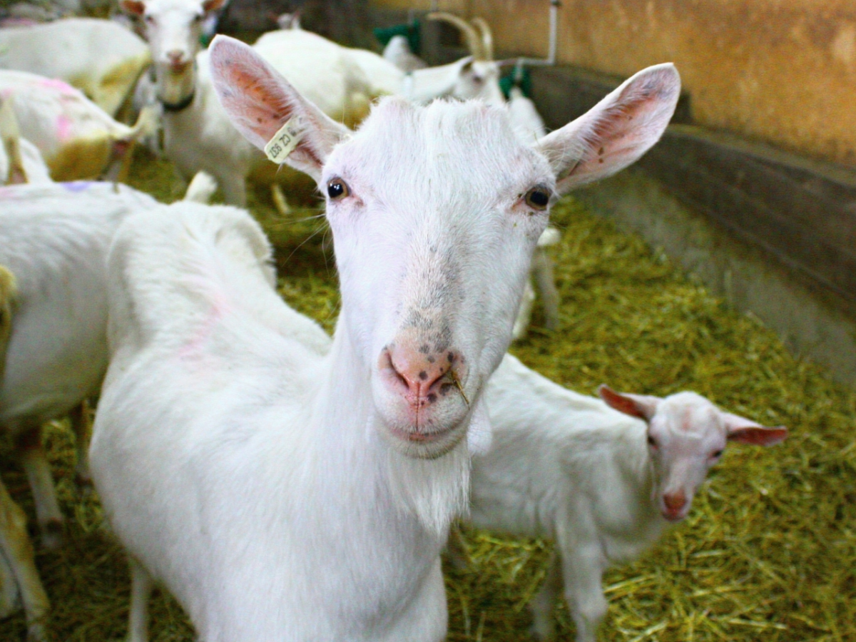 Fattoria Cinese Utilizza Riconoscimento Facciale Per Impedire L’Incesto Tra Le&nbsp;Capre