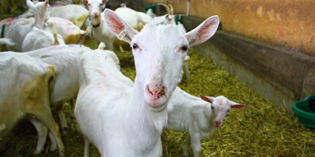 Fattoria Cinese Utilizza Riconoscimento Facciale Per Impedire L’Incesto Tra Le&nbsp;Capre