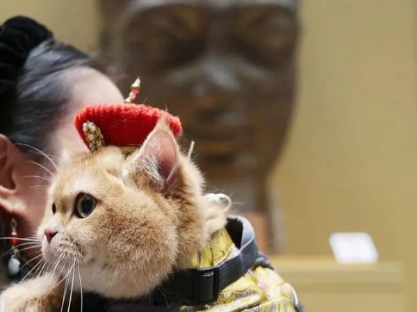 Shanghai: Quando i Gatti Diventano Protagonisti tra le Antiche Meraviglie&nbsp;Egiziane