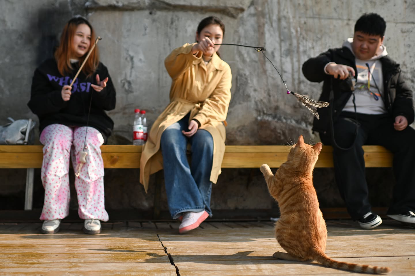 A Chongqing nasce il più grande parco rifugio per gatti in Cina
